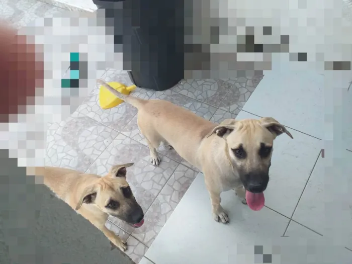 Cachorro ra a Vira lata  idade 7 a 11 meses nome Bolinha 