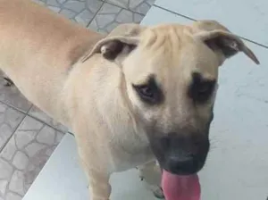 Cachorro raça Vira lata  idade 7 a 11 meses nome Bolinha 