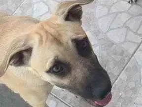 Cachorro ra a Vira lata  idade 7 a 11 meses nome Mel