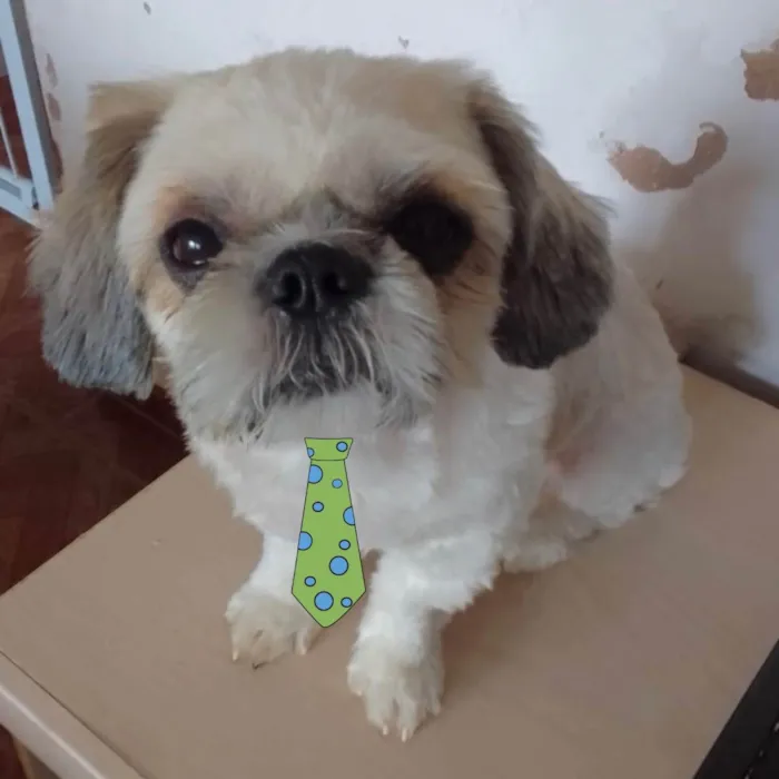 Cachorro ra a Mestiço  idade 1 ano nome Theo 