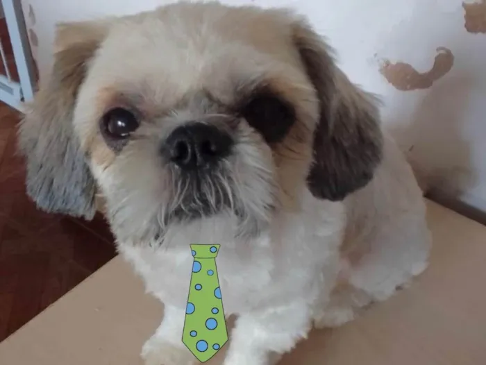 Cachorro ra a Mestiço  idade 1 ano nome Theo 
