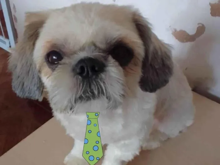 Cachorro ra a Mestiço  idade 1 ano nome Theo 