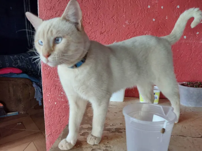 Gato ra a  idade 1 ano nome Rick e Nigan
