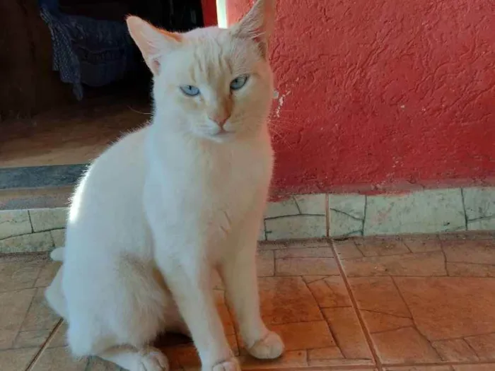 Gato ra a  idade 1 ano nome Rick e Nigan