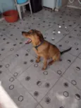 Cachorro raça SRD idade 7 a 11 meses nome Léo