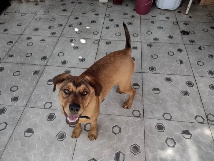 Cachorro raça SRD idade 7 a 11 meses nome Léo