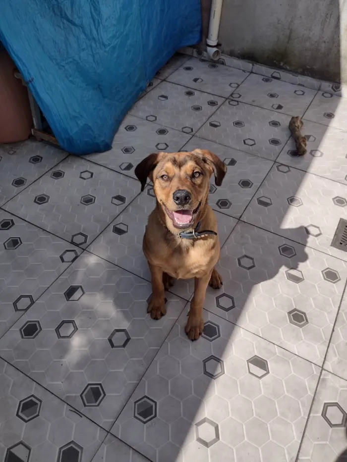 Cachorro raça SRD idade 7 a 11 meses nome Léo