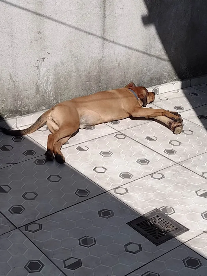 Cachorro raça SRD idade 7 a 11 meses nome Léo