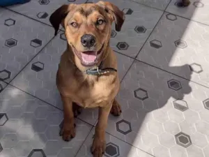 Cachorro raça SRD idade 7 a 11 meses nome Léo