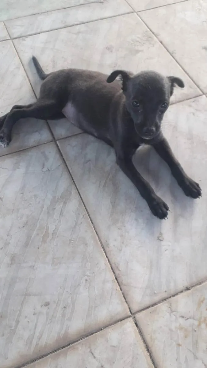 Cachorro ra a SRD idade Abaixo de 2 meses nome sem nome