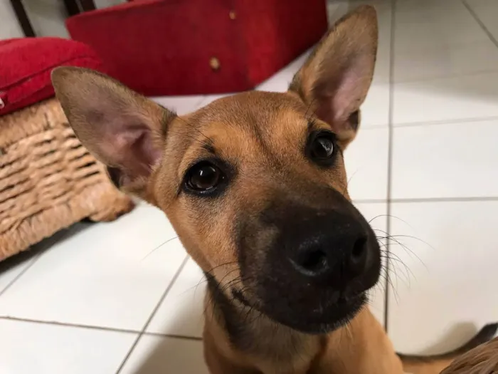 Cachorro ra a misto  idade 7 a 11 meses nome Kiara 