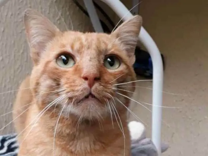 Gato raça SRD idade 1 ano nome Simba