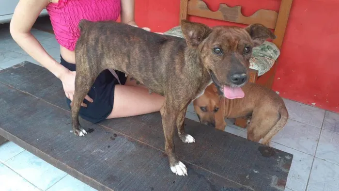 Cachorro ra a Sem Raça Definida idade 3 anos nome Estrela