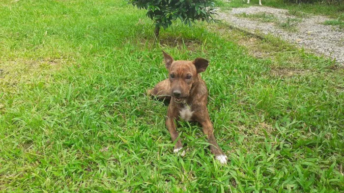 Cachorro ra a Sem Raça Definida idade 3 anos nome Estrela