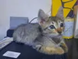 Gato raça S/D  idade 2 a 6 meses nome Tigresinha 