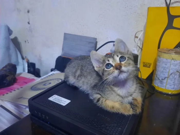 Gato raça S/D  idade 2 a 6 meses nome Tigresinha 