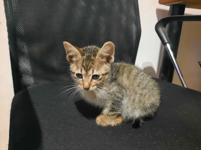 Gato raça S/D  idade 2 a 6 meses nome Tigresinha 