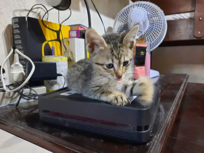 Gato raça S/D  idade 2 a 6 meses nome Tigresinha 