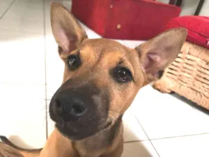 Cachorro raça misto  idade 7 a 11 meses nome Kiara 