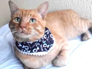 Gato raça SRD idade 1 ano nome Simba