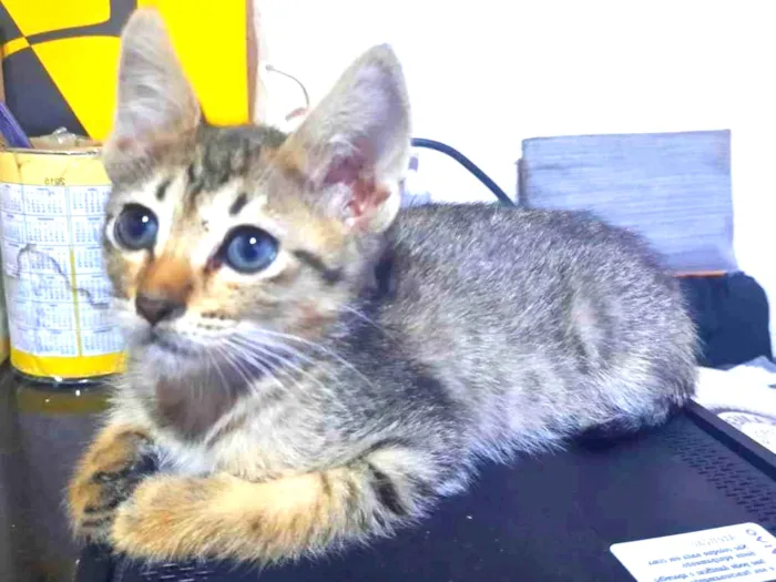 Gato raça S/D  idade 2 a 6 meses nome Tigresinha 