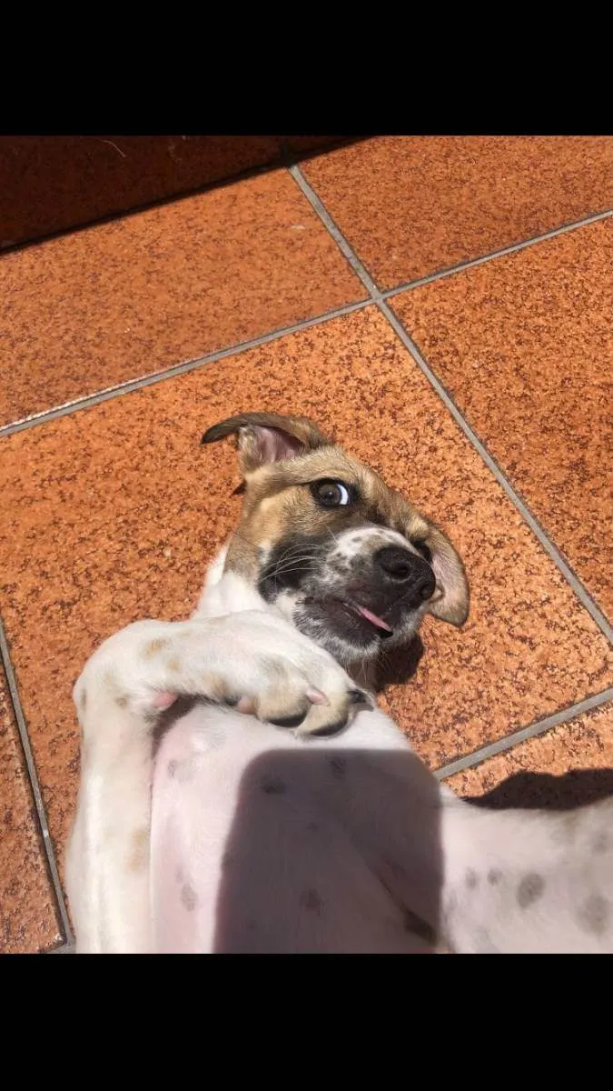 Cachorro ra a Vira-Lata idade 1 ano nome CHLOE