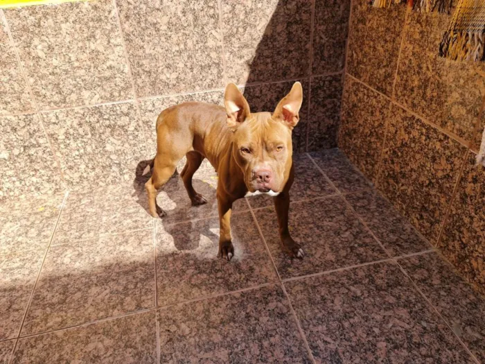 Cachorro ra a Pitbul  idade 2 anos nome Pit 