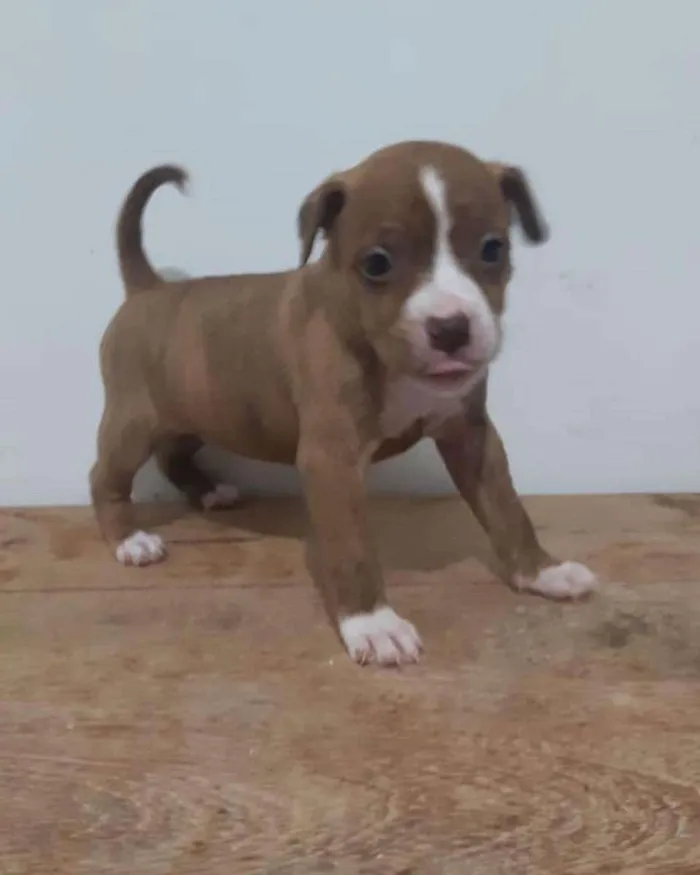 Cachorro ra a Pitbul  idade Abaixo de 2 meses nome Não sei 