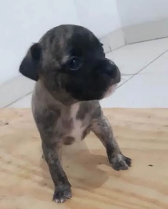 Cachorro ra a Pitbul  idade Abaixo de 2 meses nome Não sei 