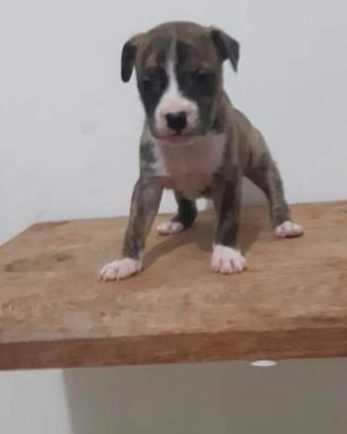Cachorro ra a Pitbul  idade Abaixo de 2 meses nome Não sei 