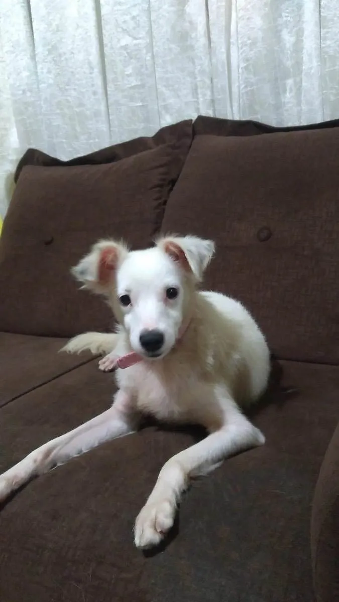 Cachorro ra a Srd idade 1 ano nome Davy