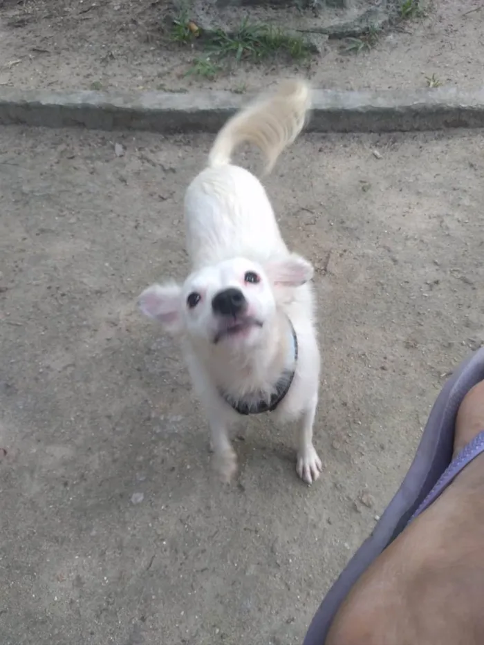 Cachorro ra a Srd idade 1 ano nome Davy