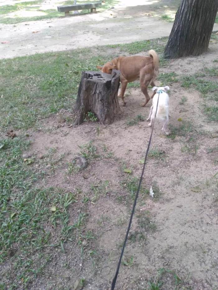 Cachorro ra a Srd idade 1 ano nome Davy