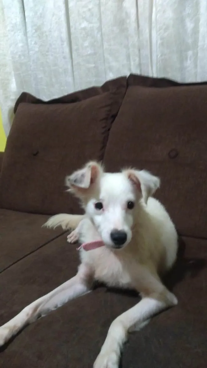 Cachorro ra a Srd idade 1 ano nome Davy