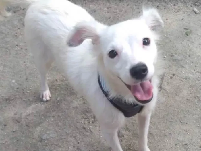 Cachorro ra a Srd idade 1 ano nome Davy