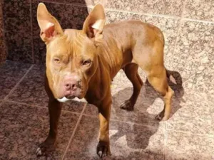 Cachorro raça Pitbul  idade 2 anos nome Pit 