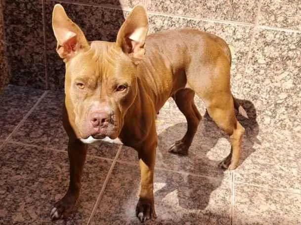 Cachorro ra a Pitbul  idade 2 anos nome Pit 