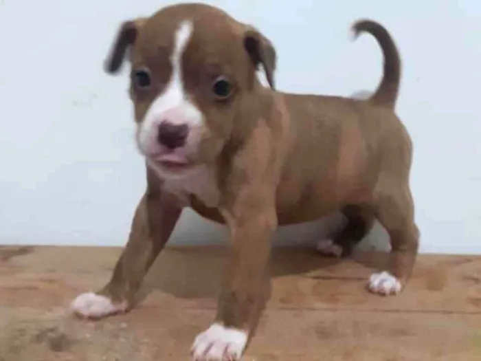 Cachorro ra a Pitbul  idade Abaixo de 2 meses nome Não sei 
