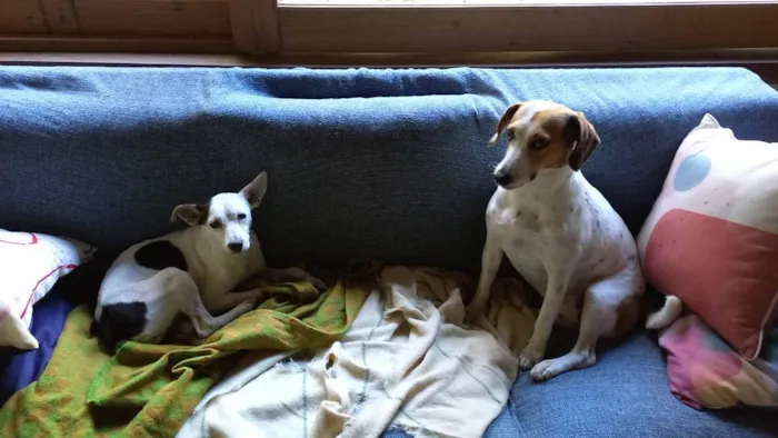 Cachorro ra a Beagle e Fox paulistinha  idade 3 anos nome Lilica e Lola 