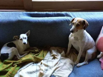 Cachorro raça Beagle e Fox paulistinha  idade 3 anos nome Lilica e Lola 