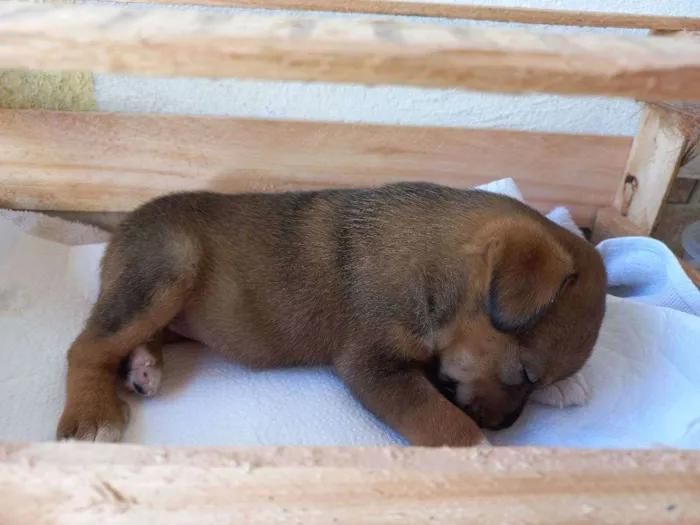 Cachorro ra a  idade  nome Não tem