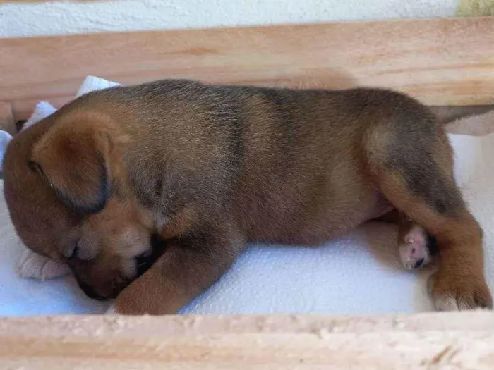 Cachorro ra a  idade  nome Não tem