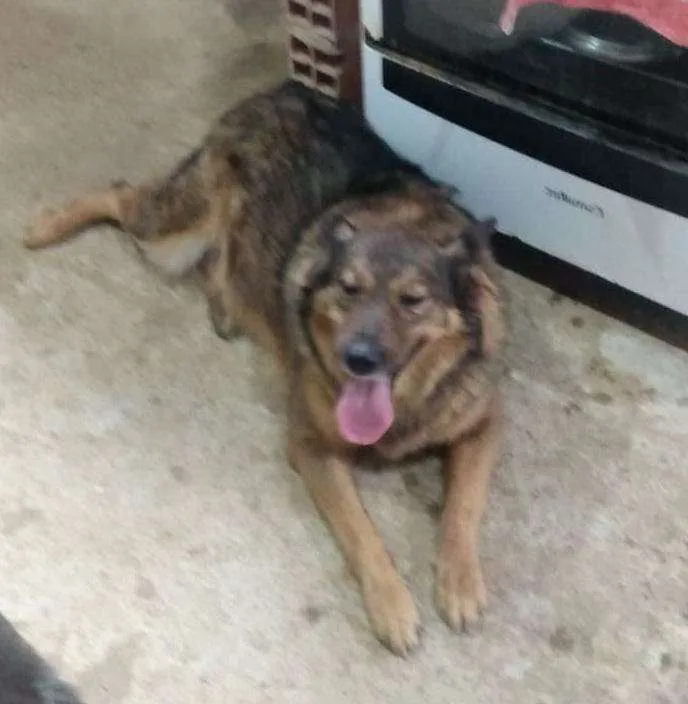 Cachorro ra a Pastor alemão idade  nome Dida