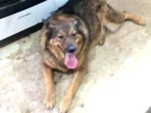 Cachorro raça Pastor alemão idade  nome Dida