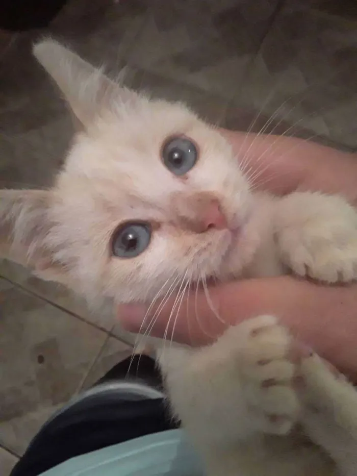 Gato raça Gato viralata idade Abaixo de 2 meses nome Enya.