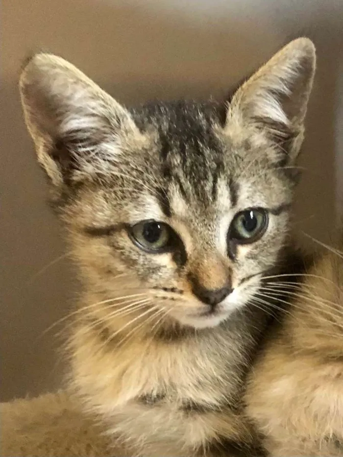 Gato ra a Srd idade Abaixo de 2 meses nome Joca