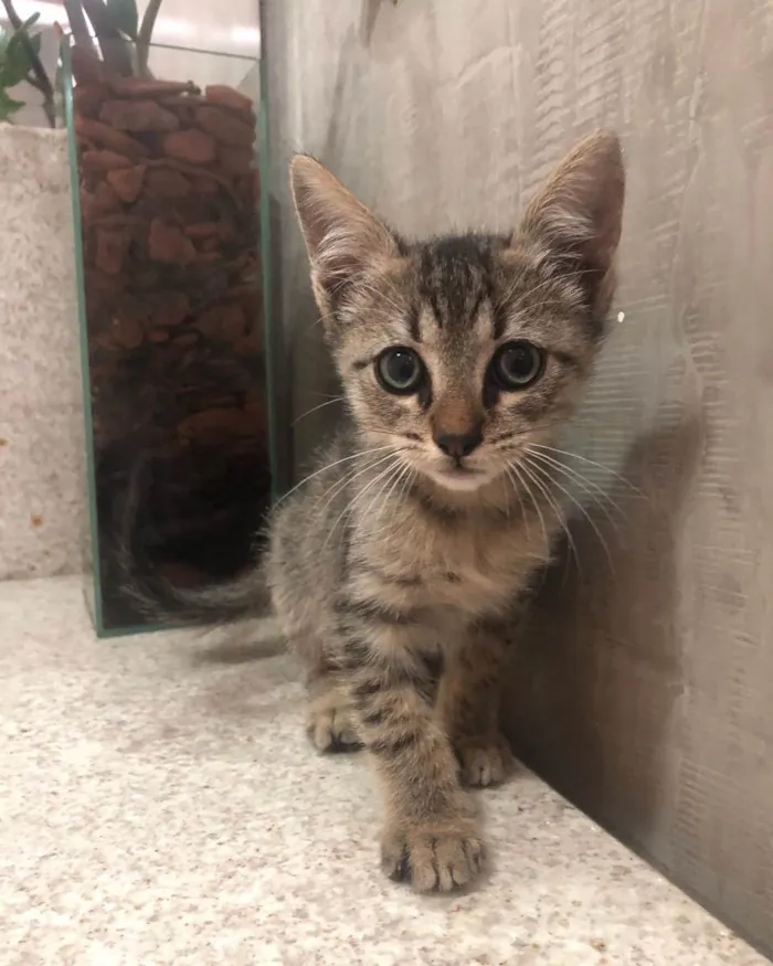 Gato ra a Srd idade Abaixo de 2 meses nome Joca