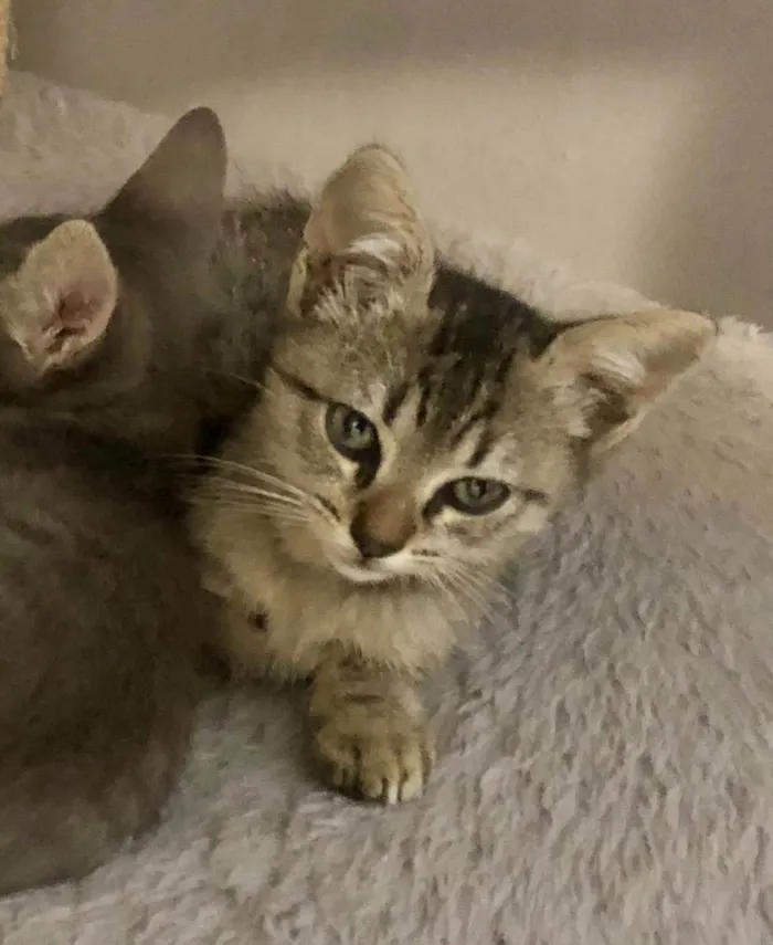 Gato ra a Srd idade Abaixo de 2 meses nome Joca