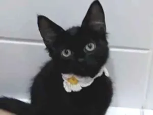 Gato raça srd idade 2 a 6 meses nome % PIETRA %