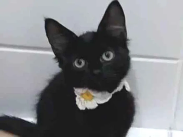 Gato ra a srd idade 2 a 6 meses nome % PIETRA %